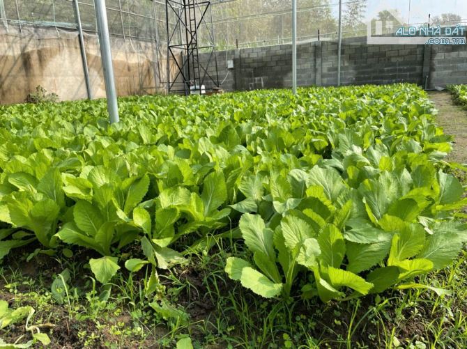 Bán gần 1 sào 5 nay gằn ngã tư nông trường giá mềm - 3
