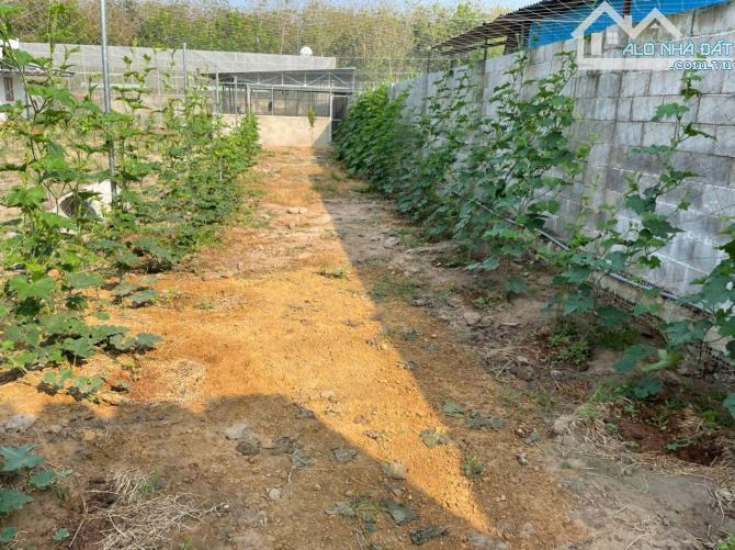 Bán gần 1 sào 5 nay gằn ngã tư nông trường giá mềm - 4