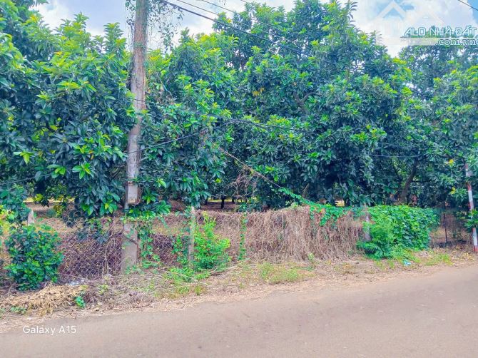Cần bán 5.582m2 đất thổ cư mặt tiền đến 49m sẵn vườn bơ trĩu quả, cách 328 chỉ 200m - 1