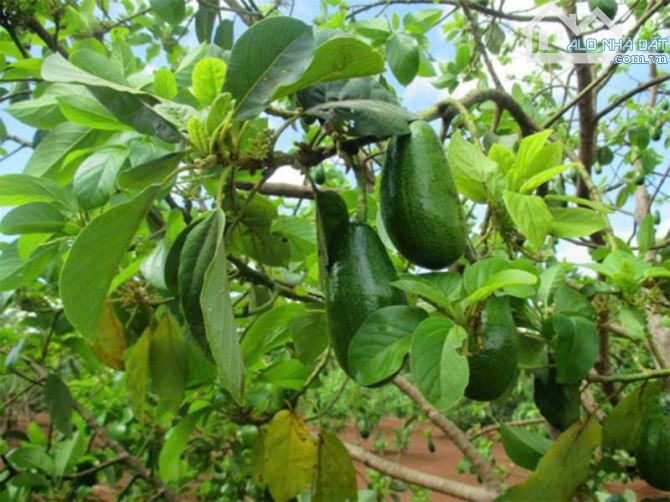 VƯỜN BƠ SAI TRĨU QUẢ TRUNG TÂM XÃ, ĐƯỜNG NHỰA, SẴN THỔ CƯ, GIÁ SIÊU TỐT CHO NHÀ ĐẦU TƯ - 1