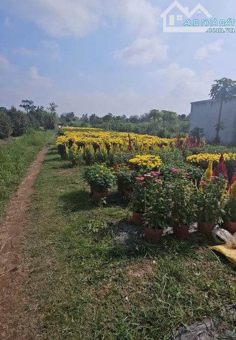 Đất mặt tiền đường Trương Vĩnh Nguyên, DT: 17m (nở hậu 31m) x 184m = 5.410m2 - 2