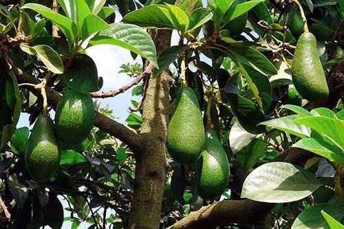 VƯỜN BƠ SAI TRĨU QUẢ TRUNG TÂM XÃ, ĐƯỜNG NHỰA, SẴN THỔ CƯ, GIÁ SIÊU TỐT CHO NHÀ ĐẦU TƯ - 3