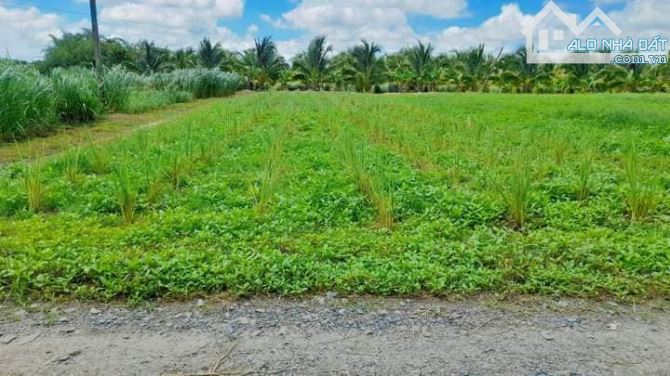 BÁN LÔ ĐẤT VƯỜN 528M2 - ĐỨC HÒA - LONG AN - GIÁ RẺ - GỌI NGAY CHO EM - 1