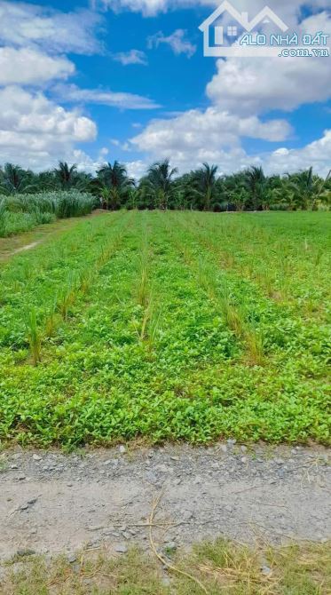 BÁN LÔ ĐẤT VƯỜN 528M2 - ĐỨC HÒA - LONG AN - GIÁ RẺ - GỌI NGAY CHO EM - 2