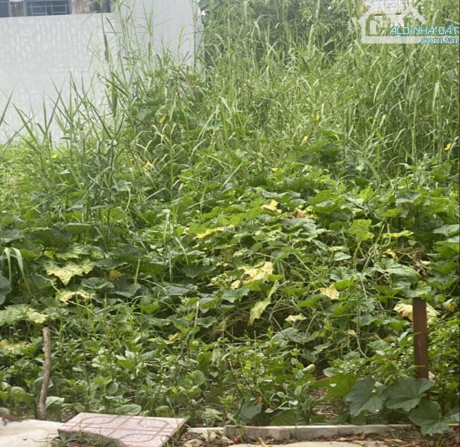 BÁN ĐẤT PHÂN LÔ ĐƯỜNG BƯNG ÔNG THOÀN, PHÚ HỮU – NGANG 5M, 100M2, GIÁ 6.2 TỶ - 2