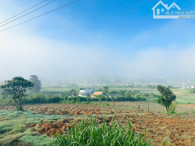 👊 Đất săn mây 5x35m Tại Ninh Loan, Đức Trọng, Lâm Đồng. - 6