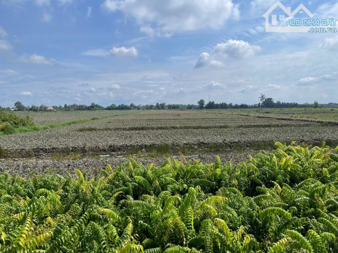 Kẹt ngân hàng cần bán gấp 2.1 mẫu đất Tân Phước, Tiền Giang, giá 210 triệu/công, đường oto