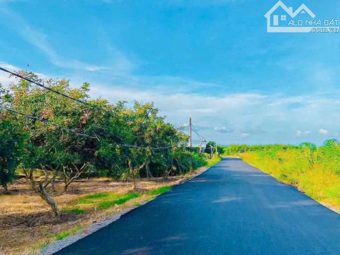 Bông Trang, Xuyên Mộc gần 2ha vườn nhãn mặt tiền nhựa đến 104m - 1