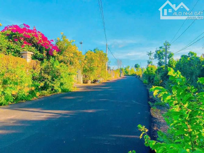 Bông Trang, Xuyên Mộc gần 2ha vườn nhãn mặt tiền nhựa đến 104m - 3
