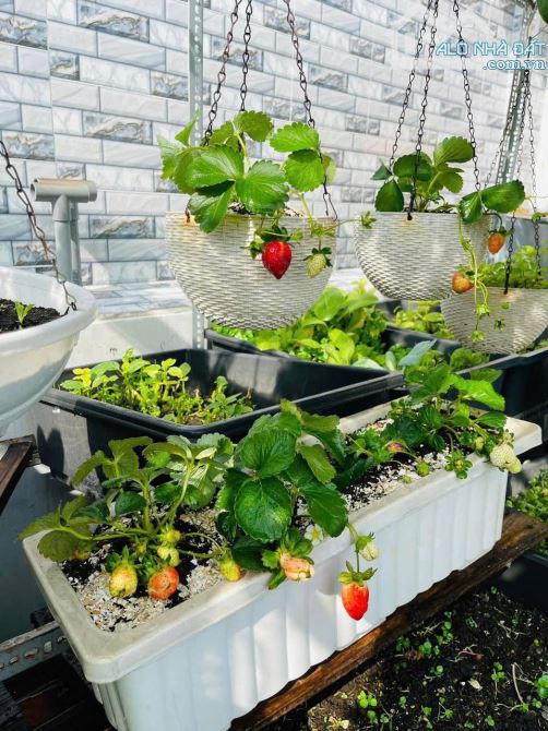 🏡 SIÊU NHÀ 5 TẦNG – NGUYỄN NGỌC LỘC – Q.10 – VƯỜN RAU SÂN THƯỢNG – GIÁ CHỈ 5.65 TỶ 🌿 - 8