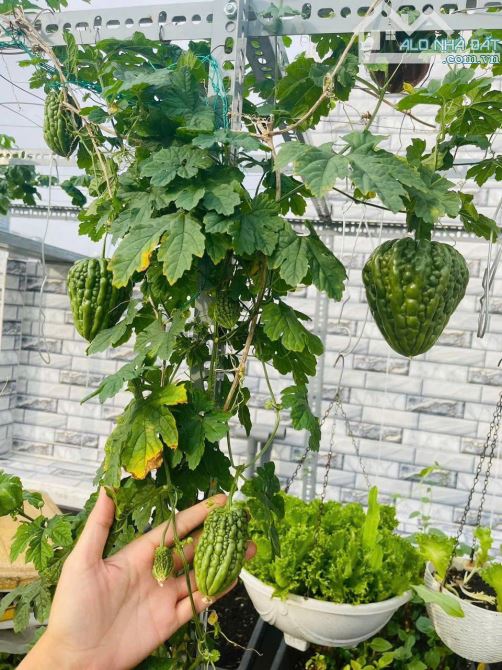 🏡 SIÊU NHÀ 5 TẦNG – NGUYỄN NGỌC LỘC – Q.10 – VƯỜN RAU SÂN THƯỢNG – GIÁ CHỈ 5.65 TỶ 🌿 - 9