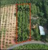 3491m2 vườn điều mặt tiền nhựa, phủ Hồng toàn bộ giá chỉ 2.4 tỷ