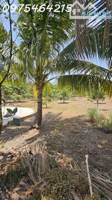 SIÊU PHẨM ĐẤT VƯỜN LONG THUẬN – LONG PHƯỚC, THỦ ĐỨC