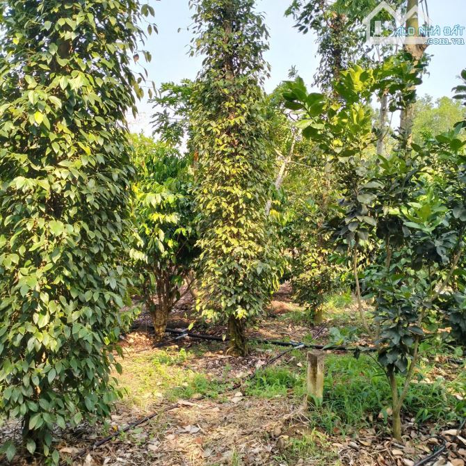 Bán đất mặt tiền Đường Láng Lớn- Xà Bang, 4 sào 4 - 83m mặt tiền, có  thổ cư, giá 10.5 tỷ
