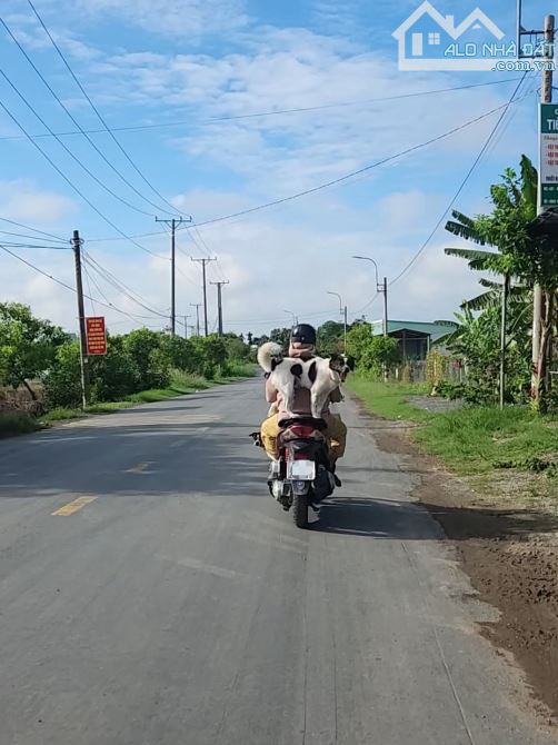 133m2 thổ đường Nguyễn thành lập Quê Mỹ thạnh_Tân trụ_Long An 545 triệu rẻ ngộp - 5
