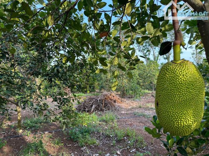 Bán khoảng 7 sào 7 (7701m2) đất Bình Ba, huyện Châu Đức, BRVT.