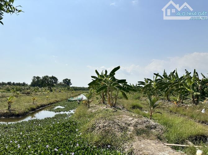 Bán đất vườn Kênh 10, Xã Lê Minh Xuân Bình Chánh