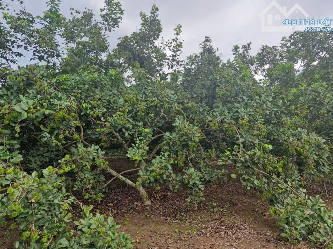 Bán khoảng 7 sào 7 (7701m2) đất Bình Ba, huyện Châu Đức, BRVT. - 1