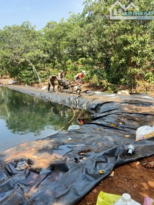 cần bán 2,3 ha cà phê bám 150m đường bê tông tại Đăk Nông - 1