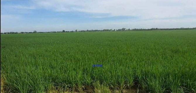 🔰 Bán nền: 850m²(Mặt tiền 12m, thổ 150m², còn lại đất lúa) 🔰 Đường nhựa 3.5m, xã Mỹ Quý, - 1