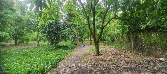 🔰 Bán vườn xoài: 1.950m²(26m x 80m, đất lúa) 🔰 Đường nhựa 3.5m, TT Mỹ Thọ. - 1
