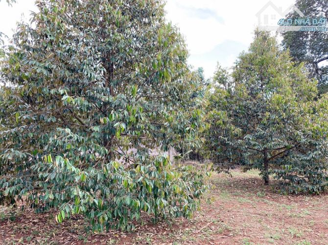 Bán khoảng 4 sào 6 (4647m2) đất Xà Bang, huyện Châu Đức, BRVT. - 2