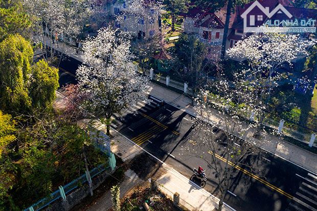 MT Quang Trung đường Hoa Ban đẹp nhất ĐL, Cạnh Ga Đà Lạt & Mercure Resort, MT rộng - 2
