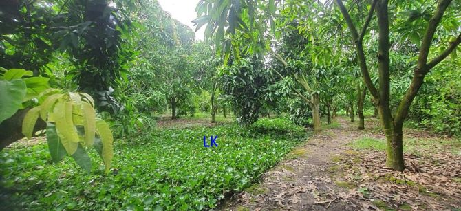 🔰 Bán vườn xoài: 1.950m²(26m x 80m, đất lúa) 🔰 Đường nhựa 3.5m, TT Mỹ Thọ. - 2