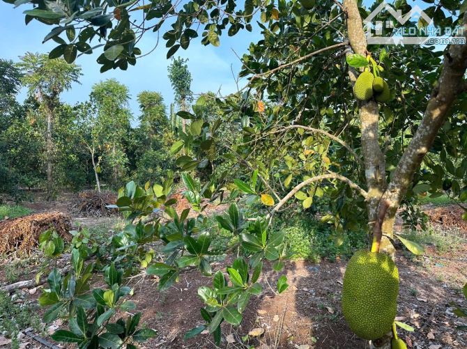 Bán khoảng 7 sào 7 (7701m2) đất Bình Ba, huyện Châu Đức, BRVT. - 3
