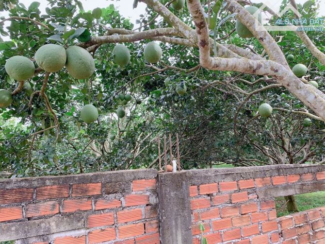 Bán lhoảng 2 sào 3 (2285m2) đất Láng Lớn, huyện Châu Đức, BRVT. - 3