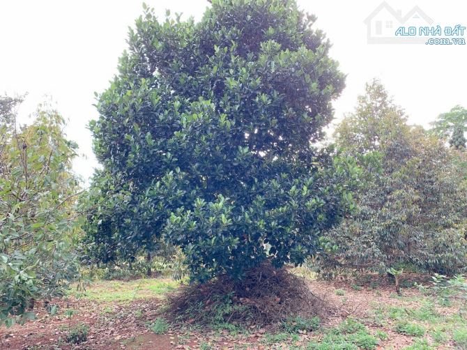Bán khoảng 4 sào 6 (4647m2) đất Xà Bang, huyện Châu Đức, BRVT. - 3