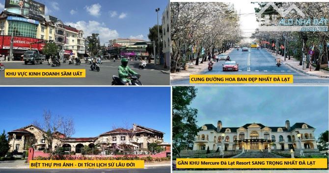 MT Quang Trung đường Hoa Ban đẹp nhất ĐL, Cạnh Ga Đà Lạt & Mercure Resort, MT rộng - 3