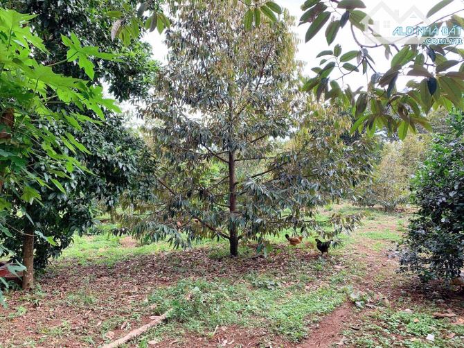 Bán khoảng 4 sào 6 (4647m2) đất Xà Bang, huyện Châu Đức, BRVT. - 4