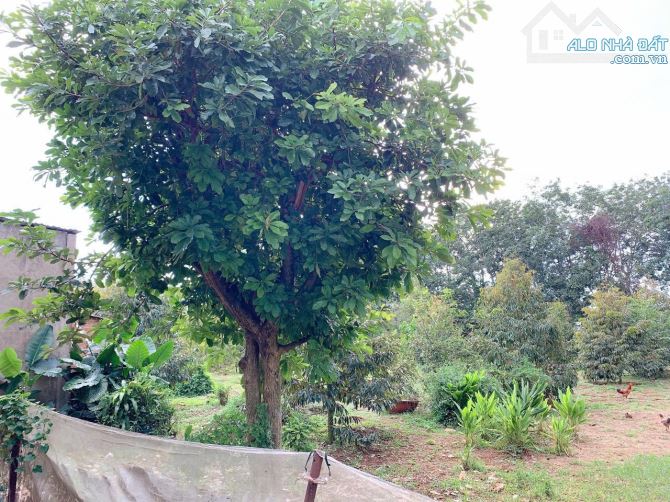 Bán khoảng 4 sào 6 (4647m2) đất Xà Bang, huyện Châu Đức, BRVT. - 5