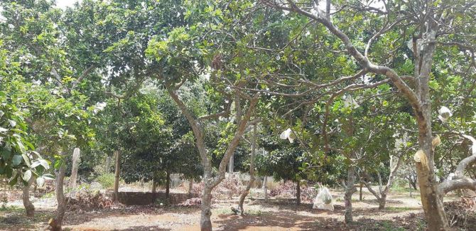 Bán khoảng 1 mẫu 9 (19.040m2) đất Xà Bang, huyện Châu Đức, BRVT. - 5