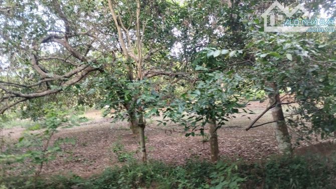 Bán đất Bình Giã Châu Đức – 90m mặt tiền nhựa, 2.745m² chỉ 2.1 tỷ