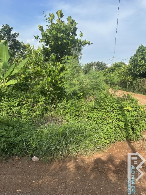 Bán lô đất vườn 1000m2 3 mặt tiền - trên đất trồng ít trái cây giá rẻ - 1