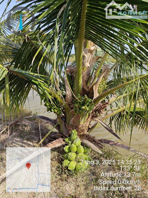 Đầu Tư Đất Vườn 25 Công – Có Bán Lẻ – Gần QL53 – Kim Hòa, Cầu Ngang, Trà Vinh - 1