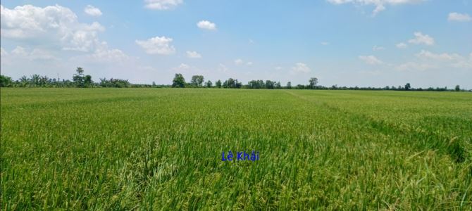 🔰 Bán đất lúa: 14.000m²(43m x 450m, hậu 27m) 🔰 Đường xe ba gác, xã Tân Hội Trung. - 1