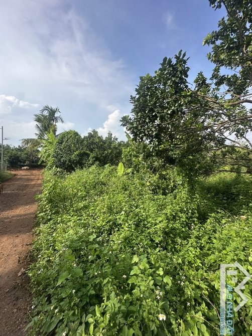 Bán lô đất vườn 1000m2 3 mặt tiền - trên đất trồng ít trái cây giá rẻ - 2