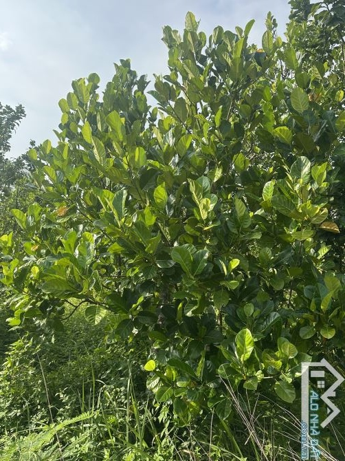 Bán lô đất vườn 1000m2 3 mặt tiền - trên đất trồng ít trái cây giá rẻ - 4