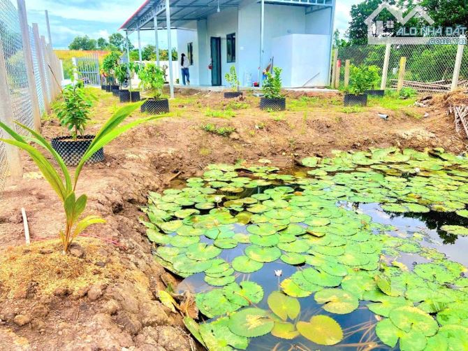 Siêu phẩm, 605m2 đất vườn View Sông Nhựt Tảo chỉ 590tr - 4