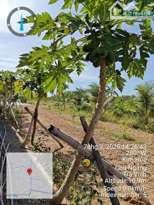 Đầu Tư Đất Vườn 25 Công – Có Bán Lẻ – Gần QL53 – Kim Hòa, Cầu Ngang, Trà Vinh - 6