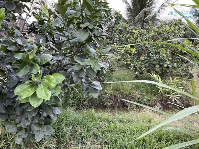 Bán 120m2 Đất Full Thổ Cư Đường xe Ô tô Ra Vào Hẻm Thông, Ấp Mỹ Hòa ,Xã Mỹ Phong ,Tp Mỹ  T