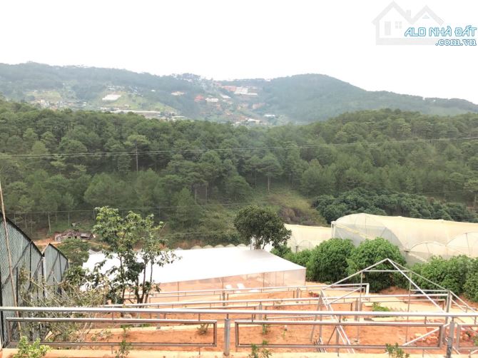 Cần bán 3000m2 đất View rừng Thông bạt ngàn tại Hoàng Hoa Thám phường 10 Đà Lạt