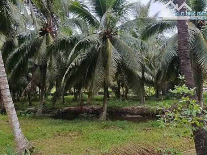 Bán gần 2 công đất vườn dừa mặt tiền đường nhựa hưng nhượng - 1
