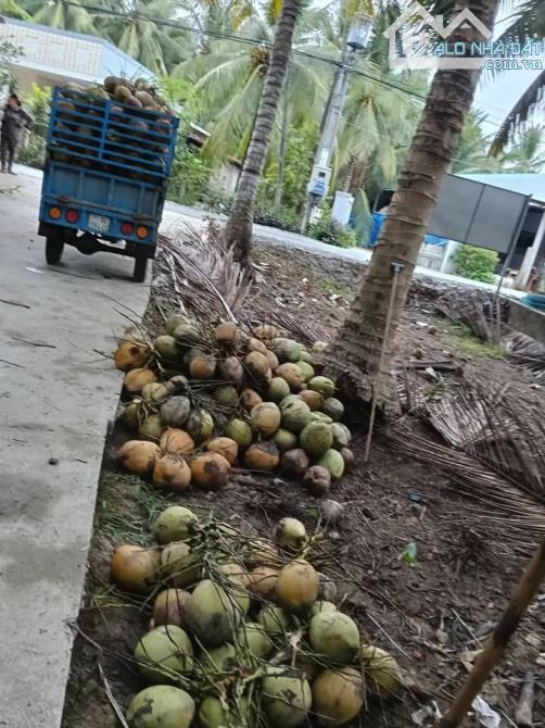 Bán gần 2 công đất vườn dừa mặt tiền đường nhựa hưng nhượng - 2