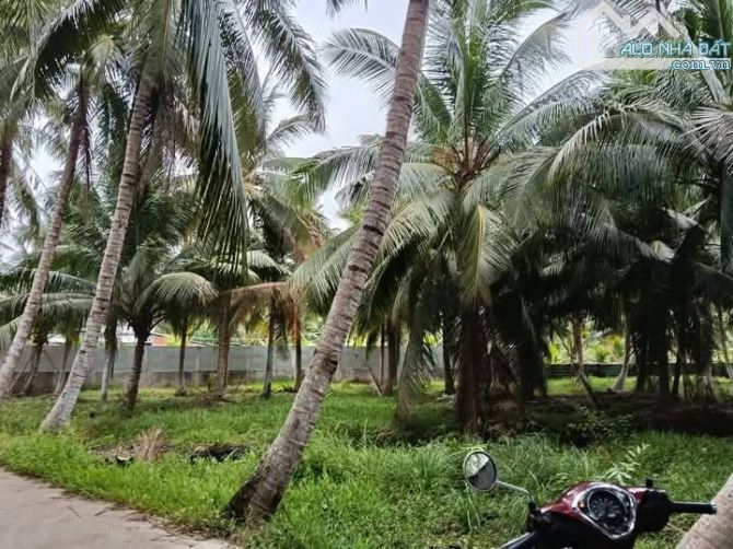 Bán gần 2 công đất vườn dừa mặt tiền đường nhựa hưng nhượng - 3