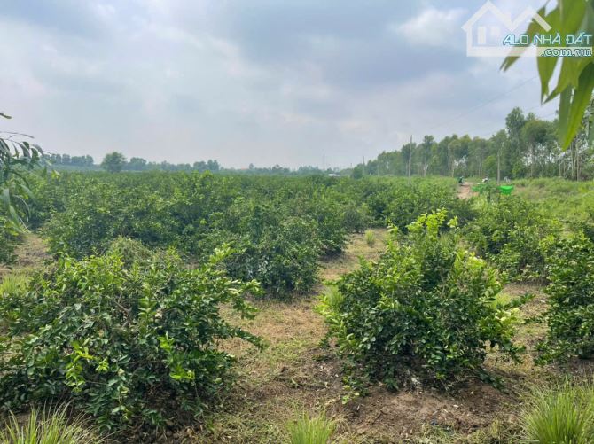 17200m2 đất vườn xã Tân Hòa, Bến Lức , Long An giá 24,1 tỷ - 5