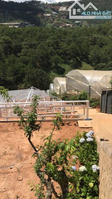 Cần bán 3000m2 đất View rừng Thông bạt ngàn tại Hoàng Hoa Thám phường 10 Đà Lạt - 6